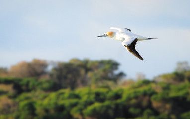 Fototapeta premium Australasian gannet (Morus serrator) in flight at Jervis Bay National Park, New South Wales, Australia.