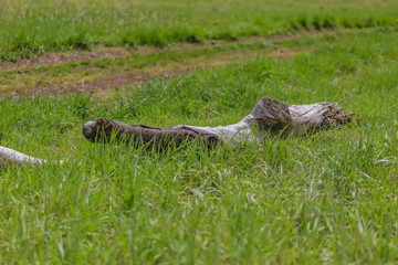 Wood in the meadows on a trail