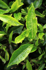 Tea Plantation, Malaysia