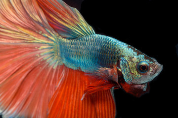Fototapeta premium Fighting fish, colorful background, Halfmoon betta fish, Siamese fighting fish