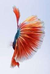 Fighting fish, colorful background, Halfmoon betta fish, Siamese fighting fish