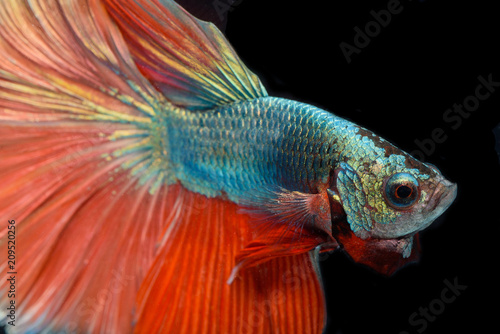 Fighting Fish Colorful Background Halfmoon Betta Fish