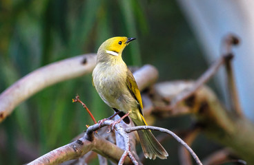 White-plumed honeyeater (Lichenostomus penicillatus) perched on a tree branch in the Yarra Bend Park, Victoria, Australia.