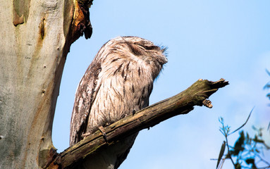 A tawny frogmouth (Podargus strigoides) perched and sleeping on a tree branch in the Yarra Bend Park, Victoria, Australia.