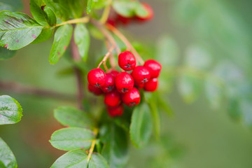Outdoor photography of a rowanberry