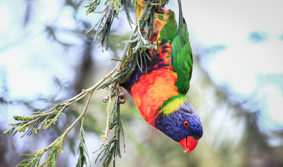 A rainbow lorikeet (Trichoglossus moluccanus) hangs upside down in a tree at the Darebin Parklands, Victoria, Australia.