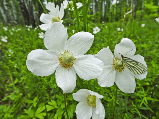 Spring flowers: Anemone and butterfly butterfly