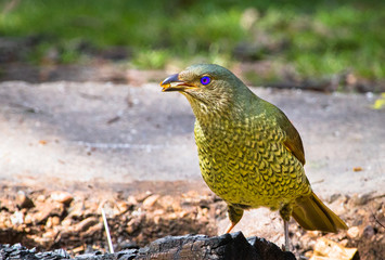 A female satin bowerbird (Ptilonorhynchus violaceus) on foraging on the ground in the Cathedral...