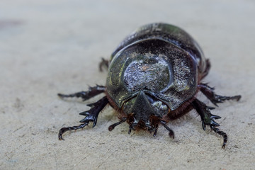 Close up of coconut rhinoceros beetle on wood