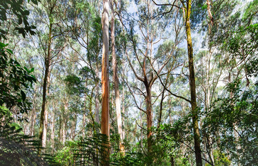 Eucalypt forest in the Great Otway National Park, Victoria, Australia.