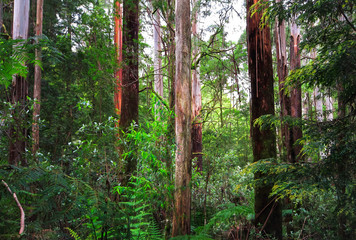 Eucalypt forest in the Great Otway National Park, Victoria, Australia.