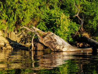 Dead Tree In The Sound