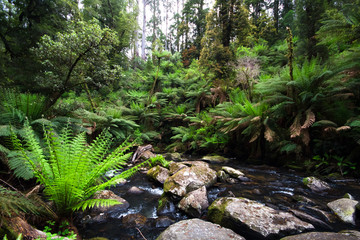 A small creek flows through a lush temperate rainforest lined with tree ferns in the Great Otway National Park, Victoria, Australia. - obrazy, fototapety, plakaty