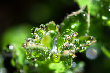 Dewdrops sitting on the tip of a plant in the Great Otway National Park, Victoria, Australia.