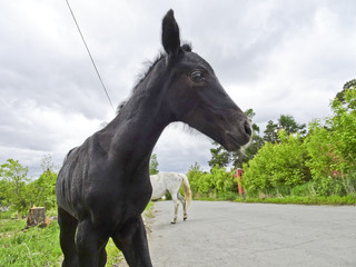Black monthly foal with his mother horse