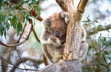An adult koala (Phascolarctos cinereus) sleeping in a eucalyptus tree in the Great Otway National Park, Victoria, Australia.