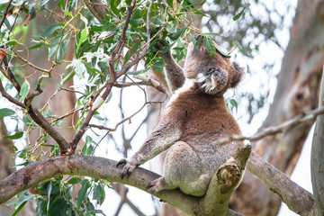An adult koala (Phascolarctos cinereus) eating eucalyptus leaves in the Great Otway National Park, Victoria, Australia.