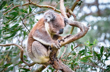 An adult koala (Phascolarctos cinereus) in a eucalyptus tree in the Great Otway National Park, Victoria, Australia.