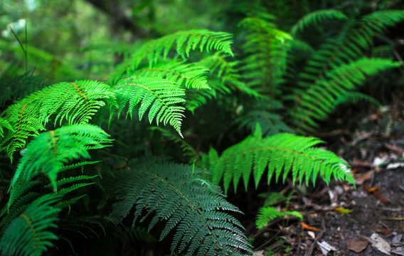 A mother shield fern (Polystichum proliferum) hangs over a trail in the Great Otway National Park, Victoria, Australia.