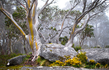 Snow gum trees(Eucalyptus pauciflora) in Baw Baw National Park, Australia.