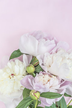 Beautiful bouquet of pink and white peonies flowers on pink background with copy space, vertical picture