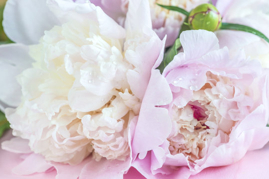 White and pink peonies with waterdrops close up