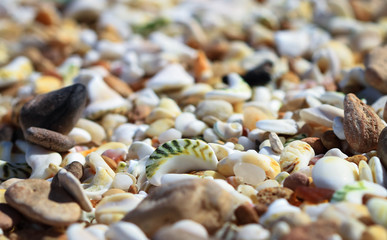 Seashells close up on a beach in Barwon Heads, Australia.