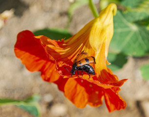 red and black flower-eating scarab beetle on an orange nasturtium flower