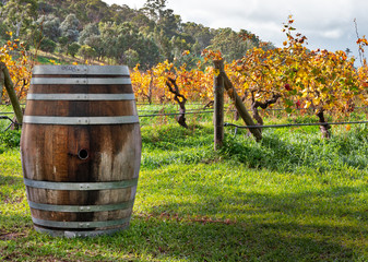 Obraz premium Wine Barrel