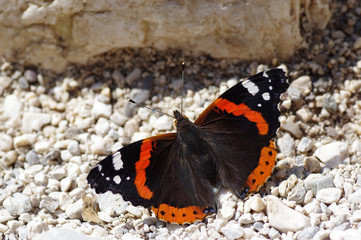 papillon amiral, rouge et noir 