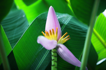 pink banana blossom with green background.