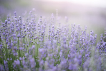 Lavender flowers in lavender field. summer purple lavender field. soft focus the field for background.