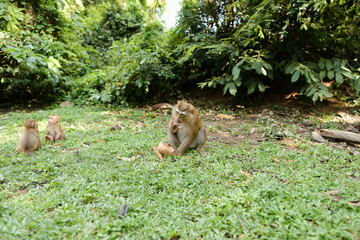 Wild cute monkey sitting on grass and eating coconut. oncept of nature and protected areas for animals.