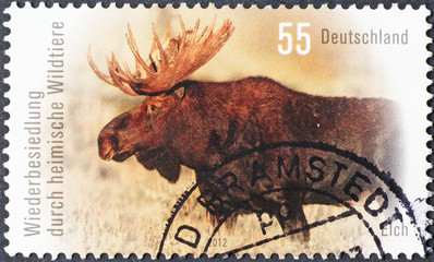 Moose bull on german postage stamp