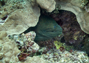 Giant morey eel hiding in the coral reef on the great barrier reef in Australia
