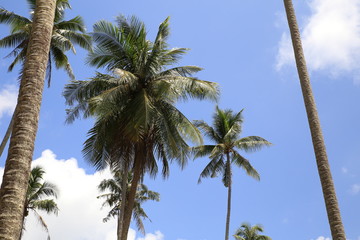 Naklejka na ściany i meble palmier et végétation tropical avec ciel bleu