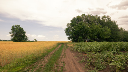 A dirt road leading to a distance between flowering fields