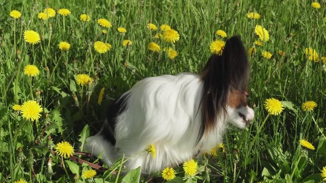 Beautiful dog Papillon sitting on green lawn with dandelions and eating grass stock footage video
