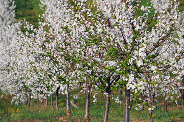 Fototapeta na wymiar cherry trees orchard spring season landscape agriculture