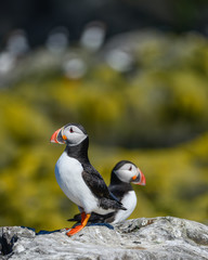 Colorful Atlantic Puffin or Comon Puffin Fratercula Arctica in Northumberland England on bright Spring day