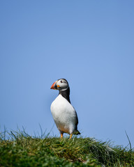 Colorful Atlantic Puffin or Comon Puffin Fratercula Arctica in Northumberland England on bright Spring day