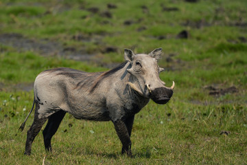 Naklejka na ściany i meble Male common warthog in Bwabwata National Park