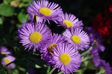 Fleurs violettes tournées vers le soleil