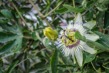 Leptokarya, Greece - June 09, 2018: Beautiful Mediterranean plants flower Passiflora - Passion Flower 