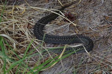 A snake hiding near a lake