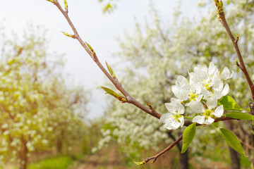 Cherry blossoms over blurred nature background