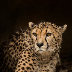 Beautiful close up portrait of Cheetah Acinonyx Jubatus in colorful landscape