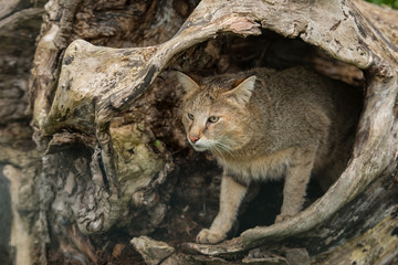 Stunning image of jungle cat Felis Chaus in hollowed out tree trunk
