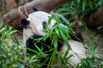 Giant funny panda on his back and eating green bamboo leaf in Zoo