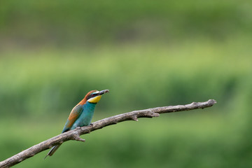 Un guepier d'Europe posé sur sa branche tenant dans on bec une abeille